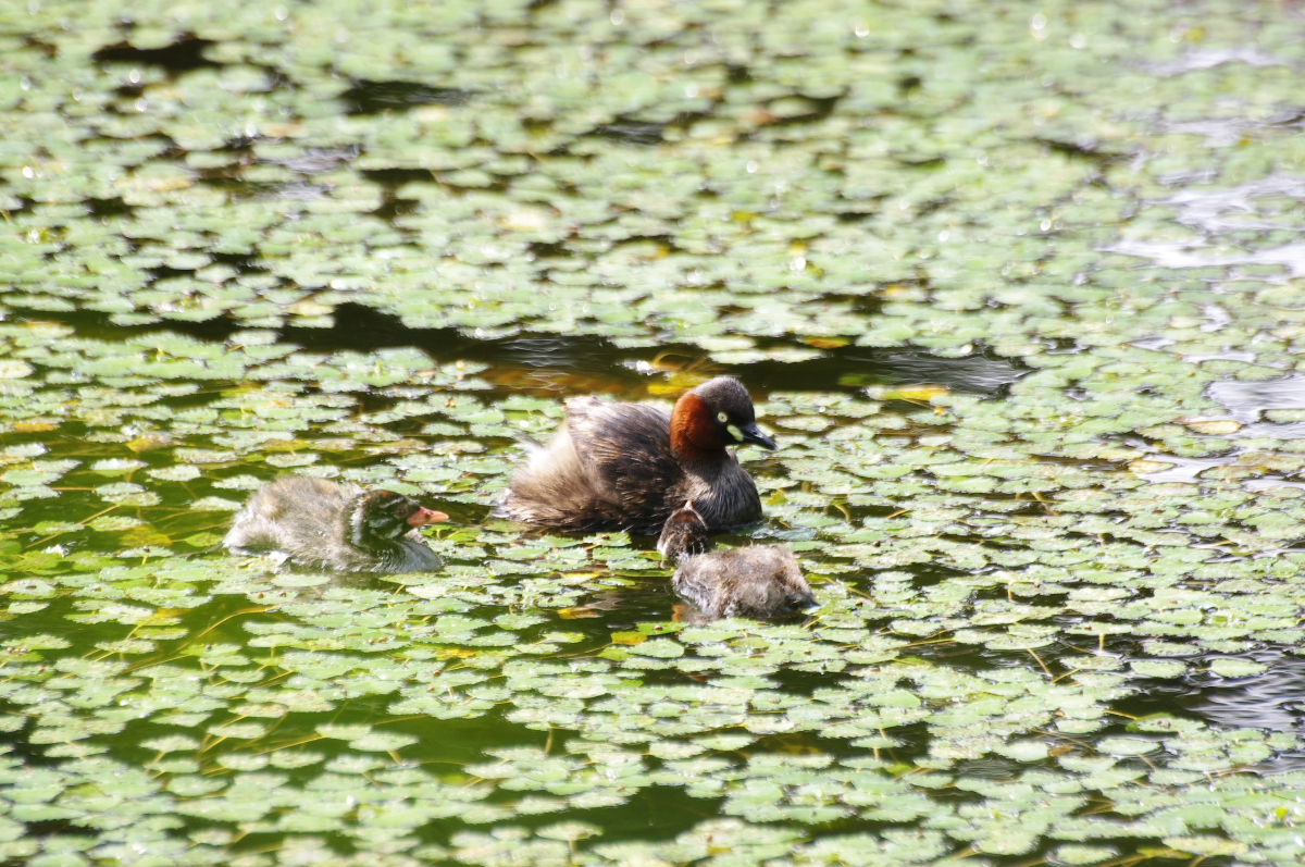 一面のヒシの中泳ぐカイツブリの親子～江別市泉の沼公園