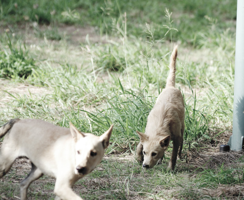 台湾の野犬は基本おとなしい