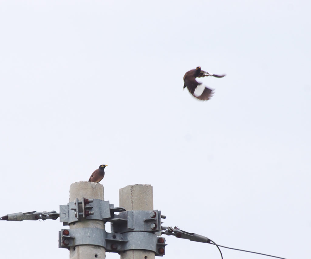電柱から飛翔するカバイロハッカ