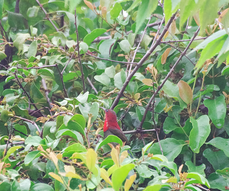 ベトナムで見たクリムゾンサンバード