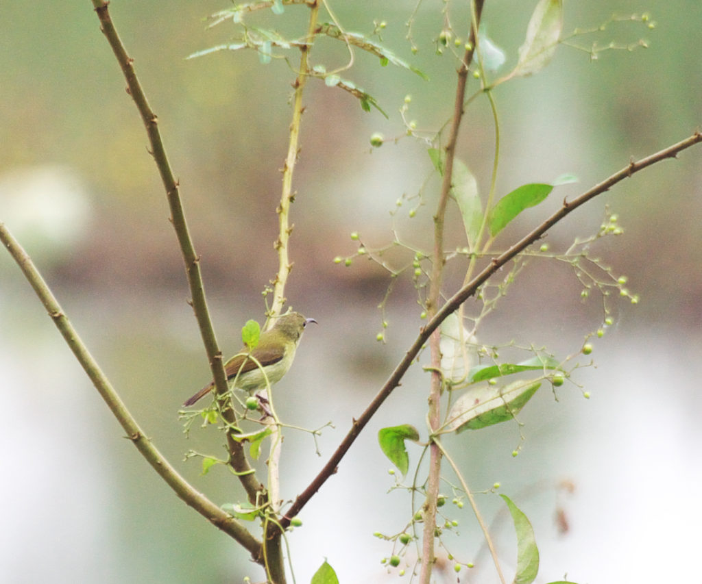 枝にとまるクリムゾンサンバードのメス個体