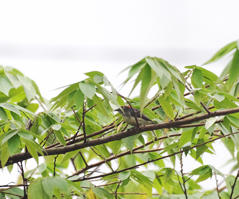 ベトナムで見たフラワーペッカーという小鳥