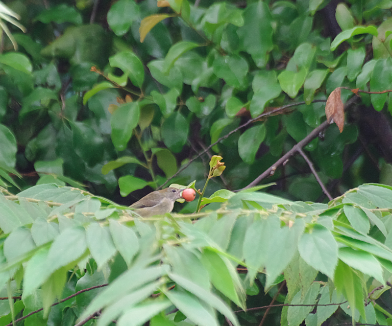 木の実を咥えるフラワーペッカーのメス