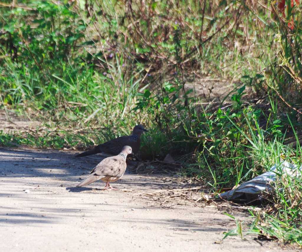 カノコバトは地面を歩き餌を探していた