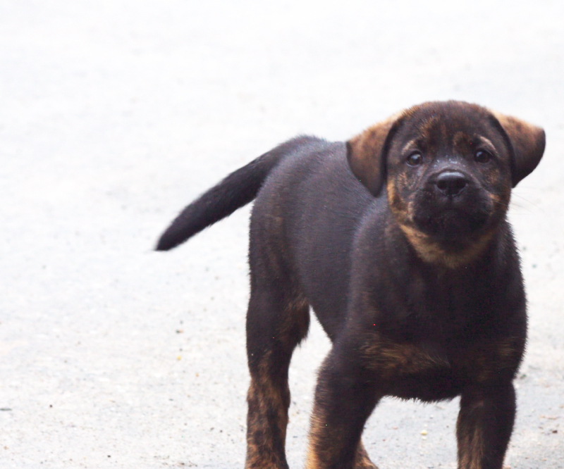 足元で吠えていた子犬はかわいいので怖くなかった