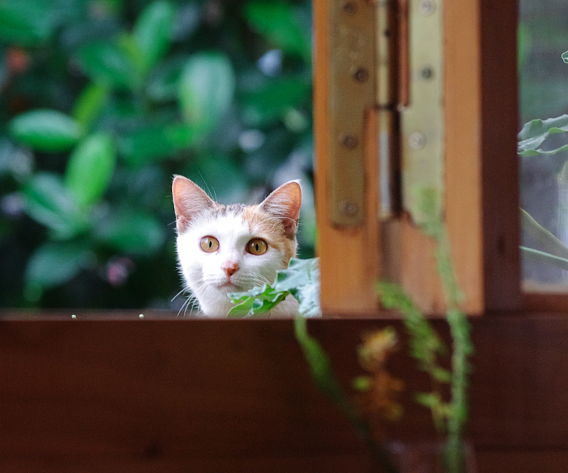窓の外から室内をじっとみる三毛猫