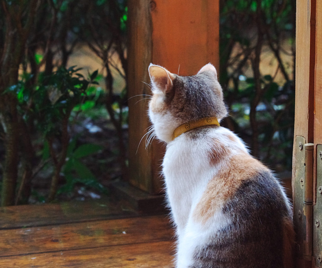 雨の屋外を見つめる三毛猫