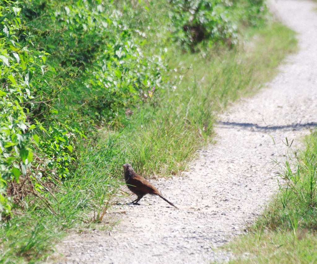 ベトナムの河川敷で偶然見かけたオオバンケン
