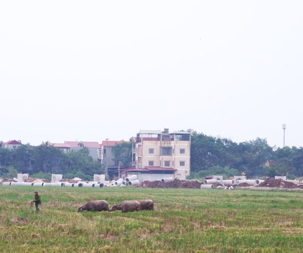 牛飼いと埋める前の水道管