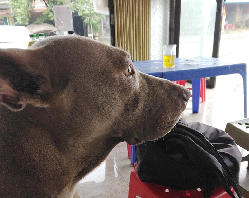 バス停の犬は人間が大好きだ