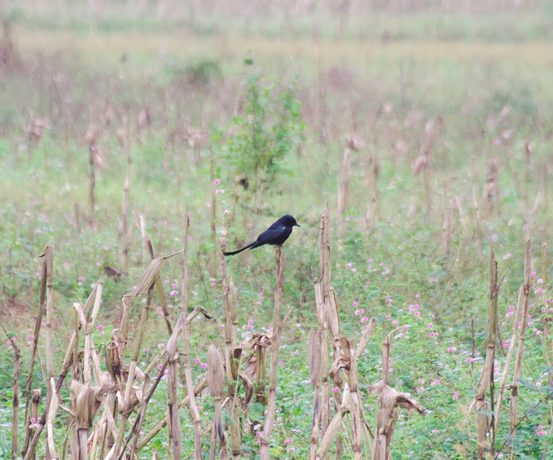 灌木林のオウチュウは逃げ足が速い