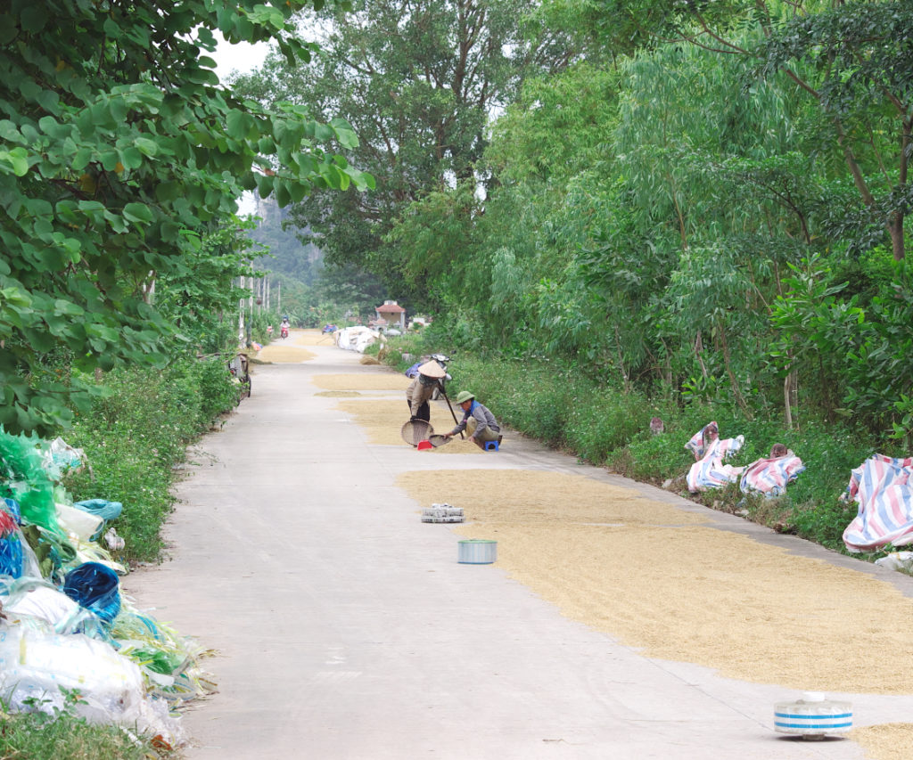 ハノイ郊外の道、アスファルトの上に広げられる穀物