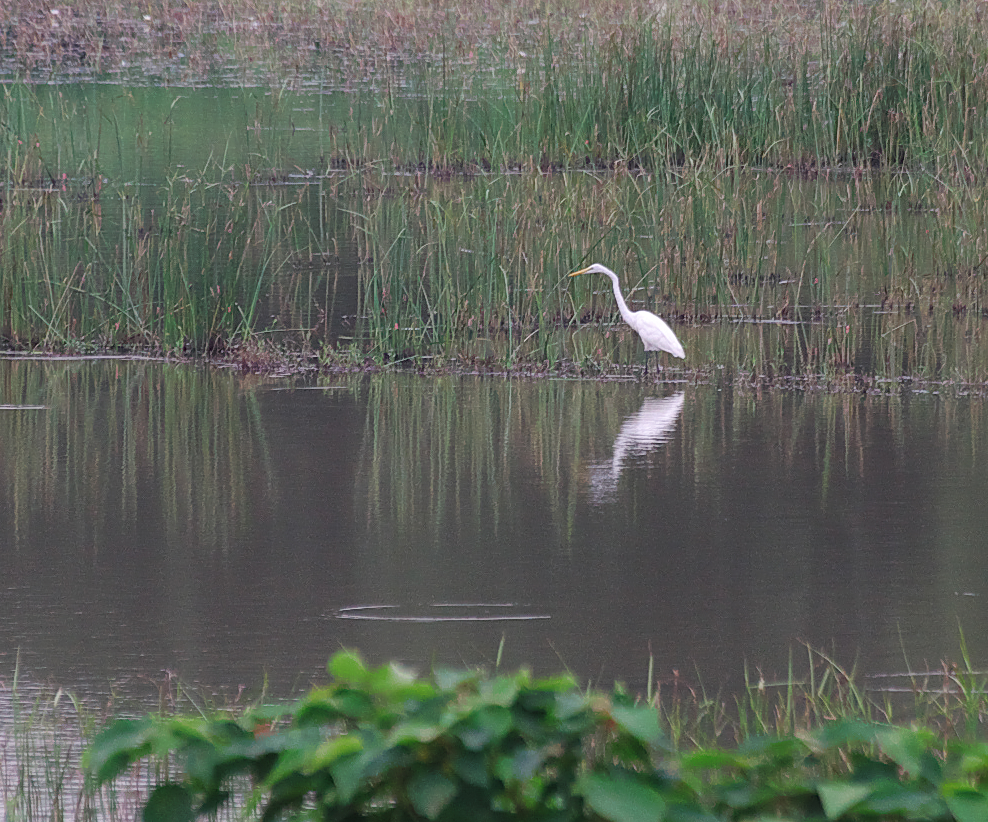 ハノイ郊外の沼地でダイサギを見かけた