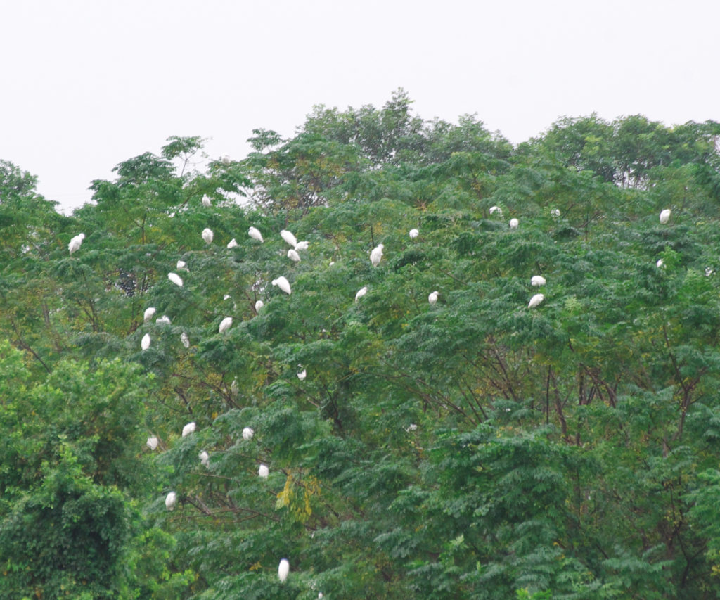 ベトナムで見かけたサギのコロニー
