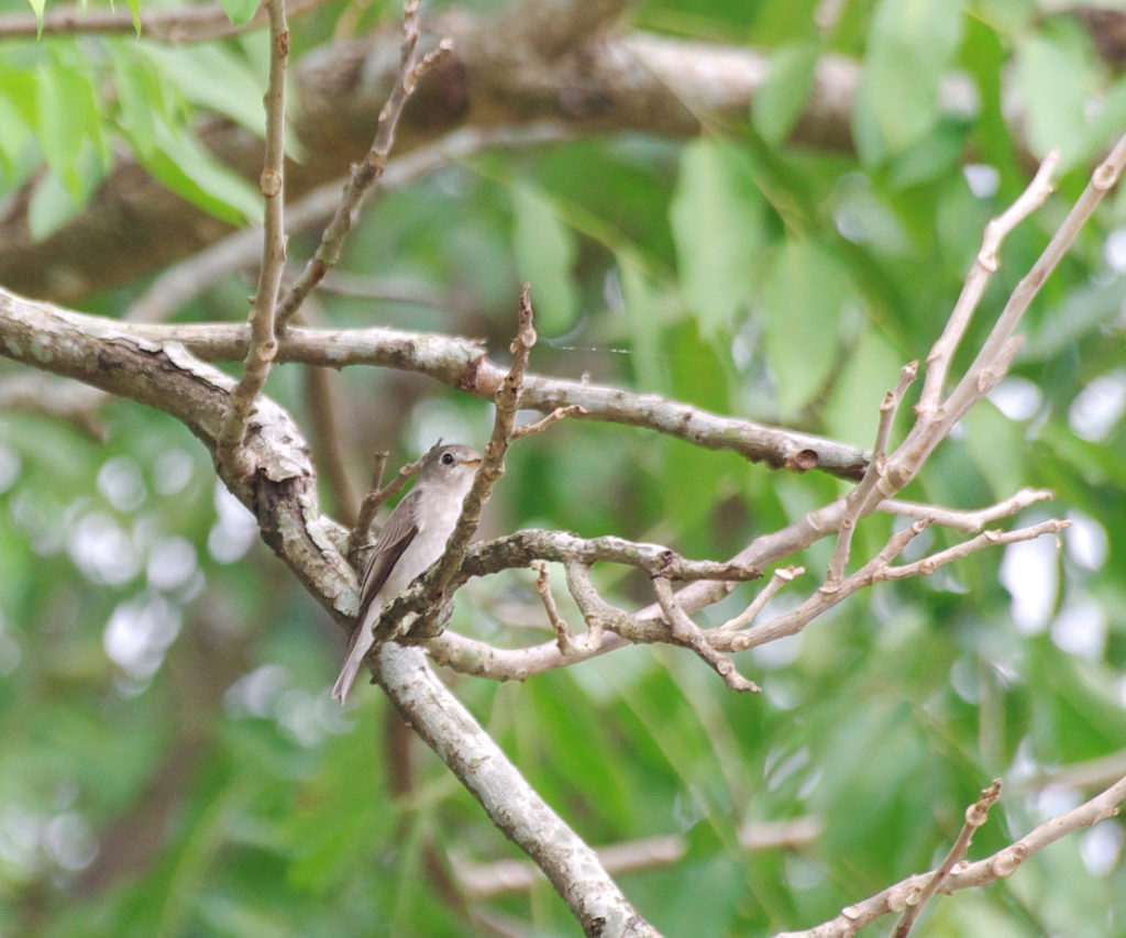 ベトナムの灌木林で出会ったコサメビタキ