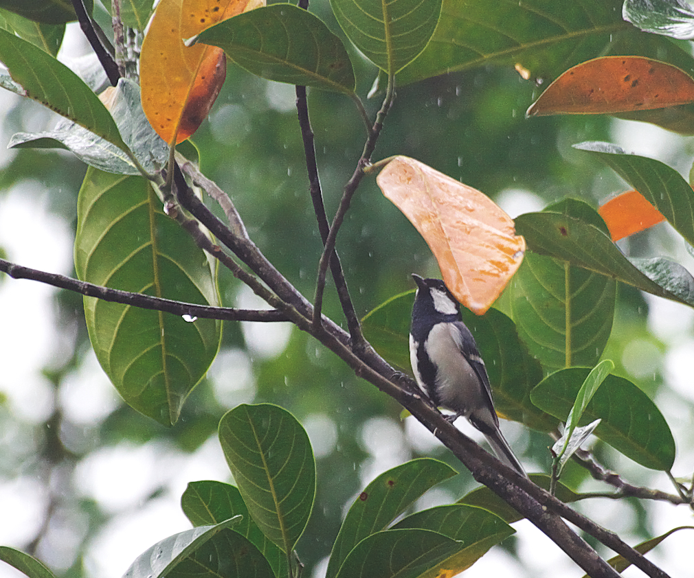 ベトナムのシジュウカラは日本と同じだった