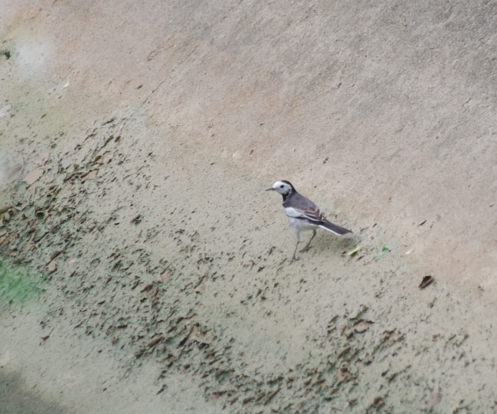 ベトナムの河原で見かけたホオジロハクセキレイ
