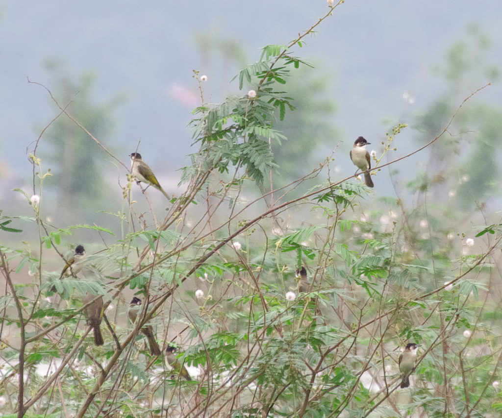 シロガシラの冬羽は頭が黒く名前と違う