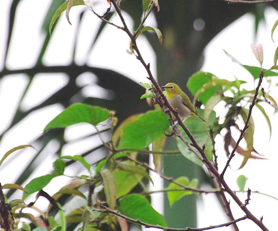 ベトナムで見たメジロは日本のものと同種