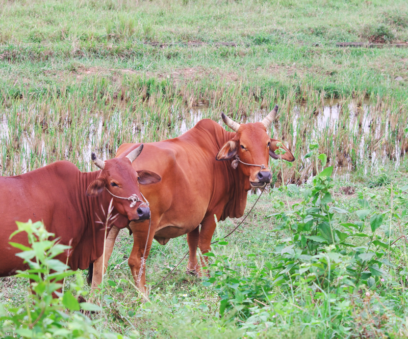 ベトナムの牛飼いと水牛たち