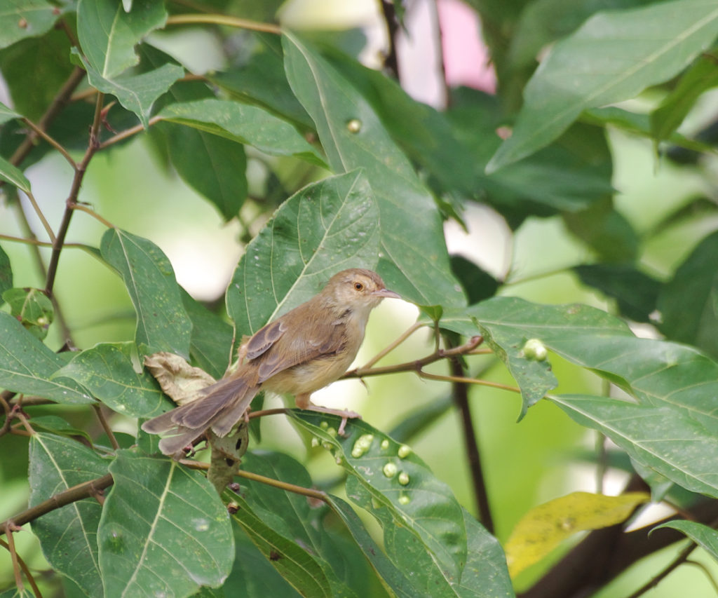 Plain prinia という野鳥はベトナムでよく見かけた