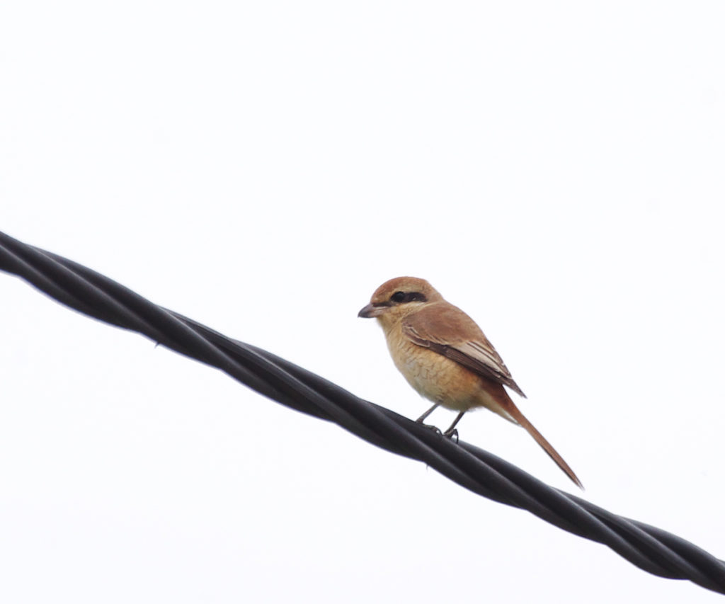 ベトナムの湿地帯で見たモズは日本から渡って来た固体かもしれない