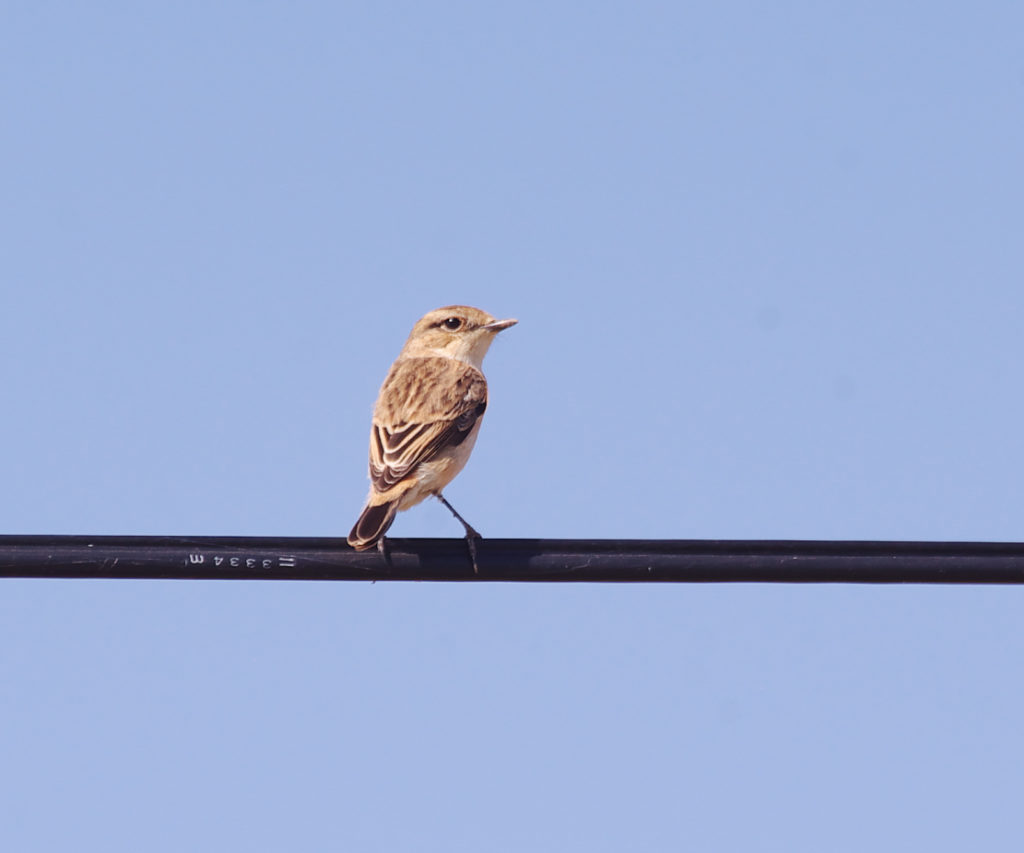 ノビタキの♀、冬羽はとても愛らしい