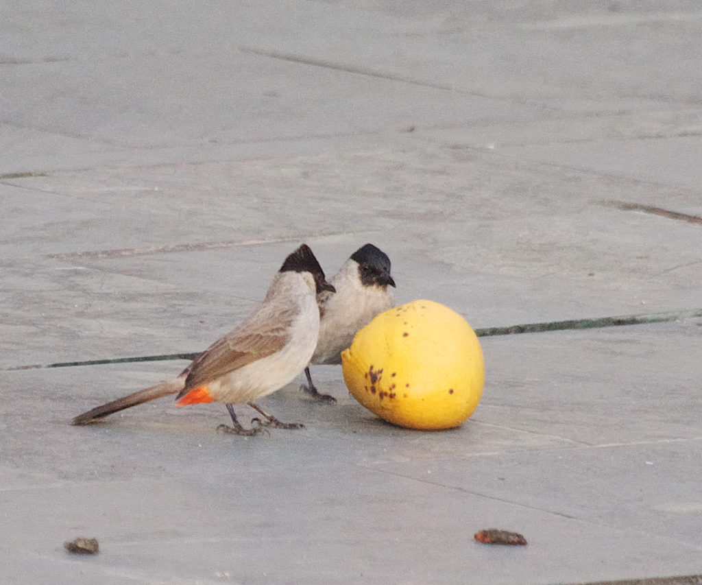 Sooty headed bulbul というヒヨドリの一種はベトナムでたくさん見かけた