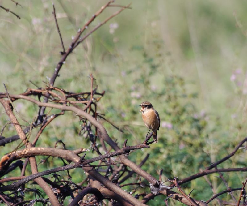 ベトナムで見たノビタキ♂の冬羽