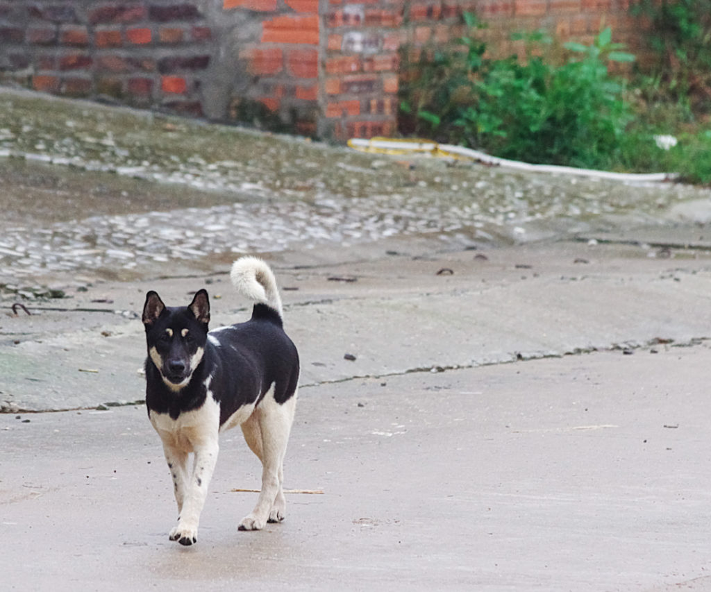 ベトナムには大型の野犬がいてちょっと怖い