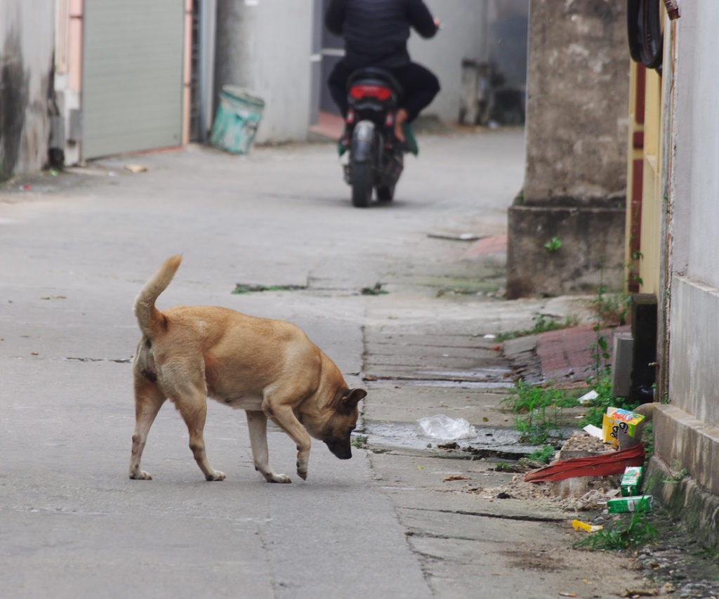 ゴミを漁ろうとするベトナムの野良犬