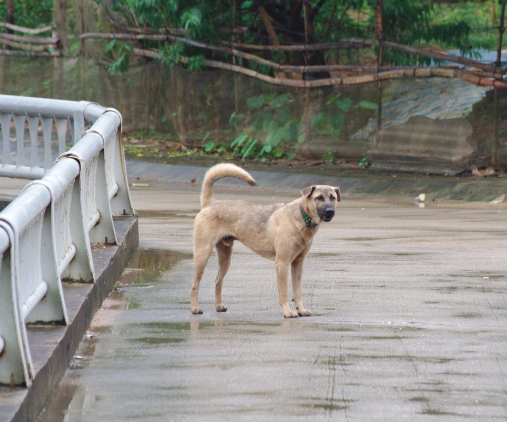 私の行く手を阻む強そうな犬