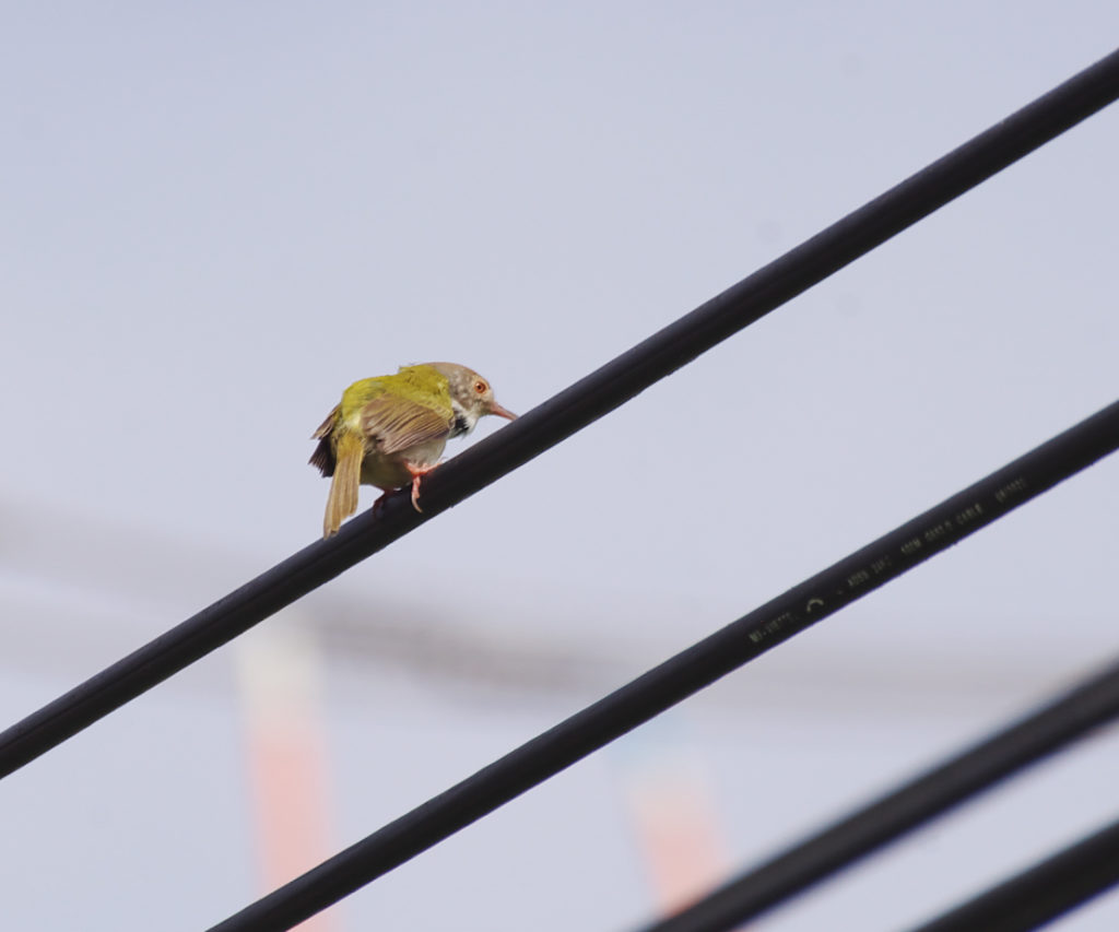 ハノイ郊外の畦道で見かけたオナガサイホウチョウ