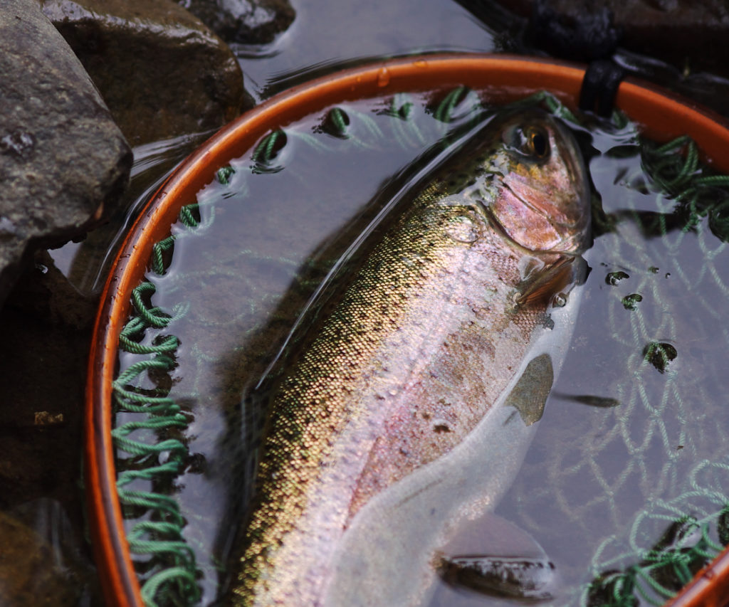 北海道の美しいレインボートラウトは多くの人を惹きつける